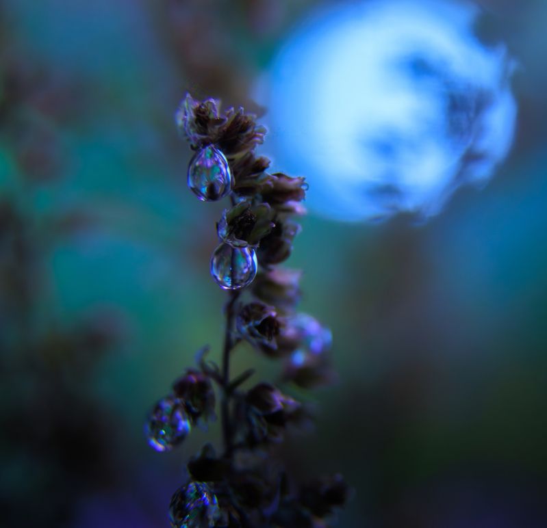 капля, отражение, трава, растение, свет Хололдная осень фото превью