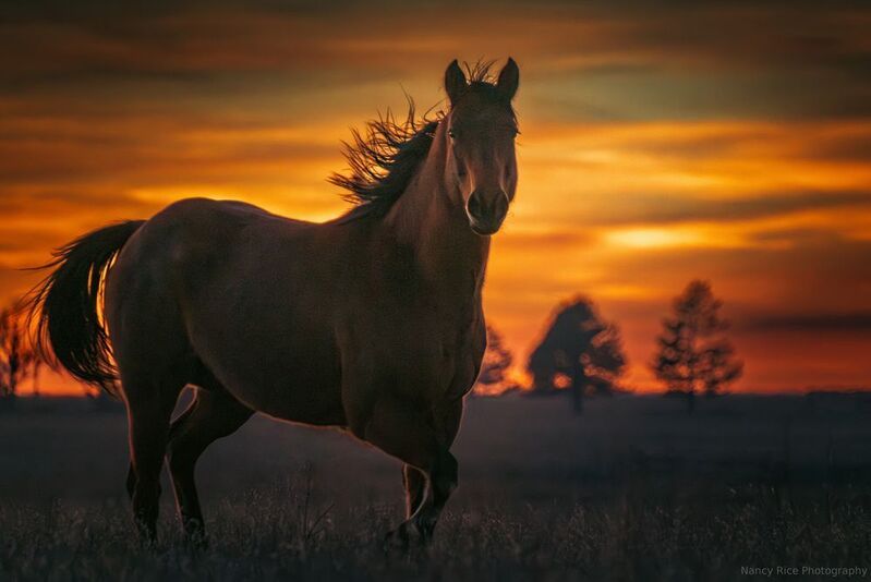 texas, texas panhandle, horse, outdoors, nature, usa, plains, sunset, clouds Goodnight, Texasphoto preview