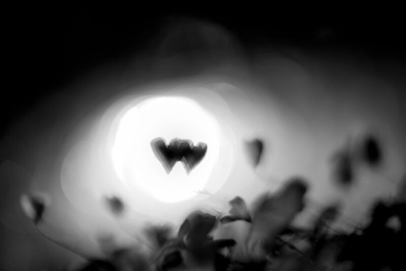 Кислица, чб, сердца Сердцаphoto preview