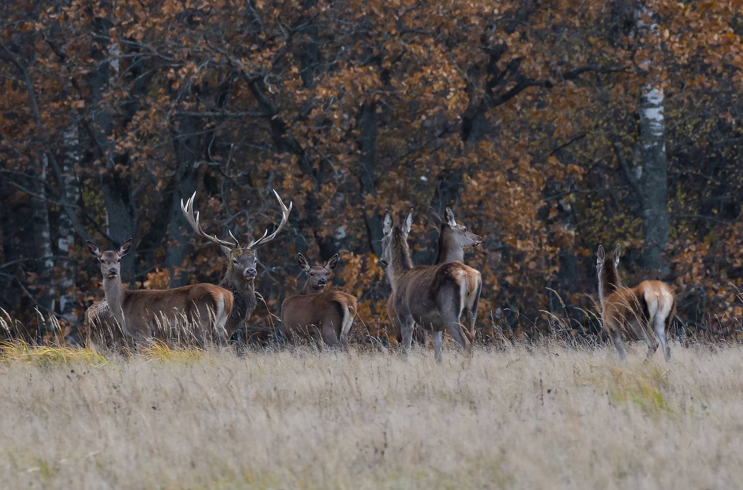 , Макеев Алексей
