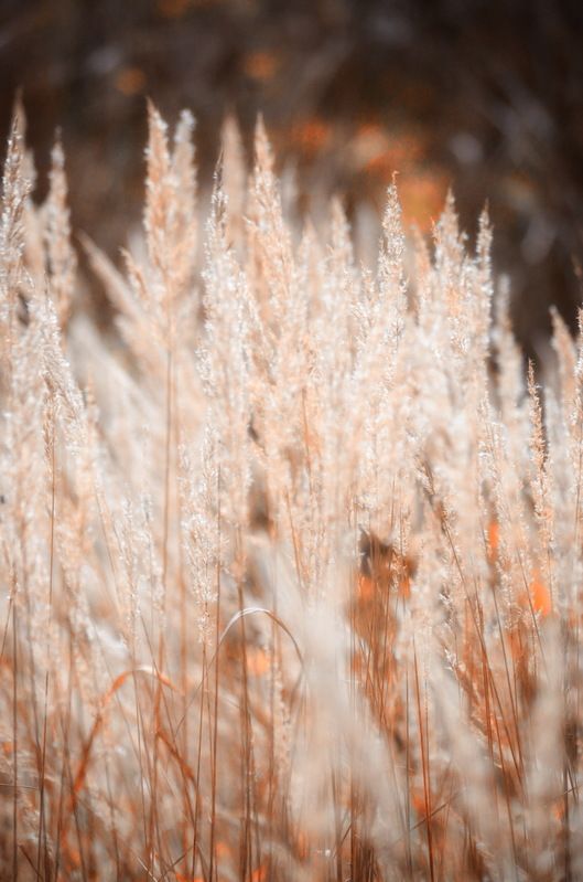 Краски...осени....photo preview