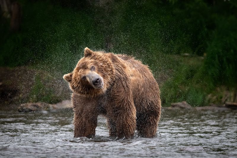 Камчатка, медведь, брызги, хищник, зверь, река Водяной вихрьphoto preview