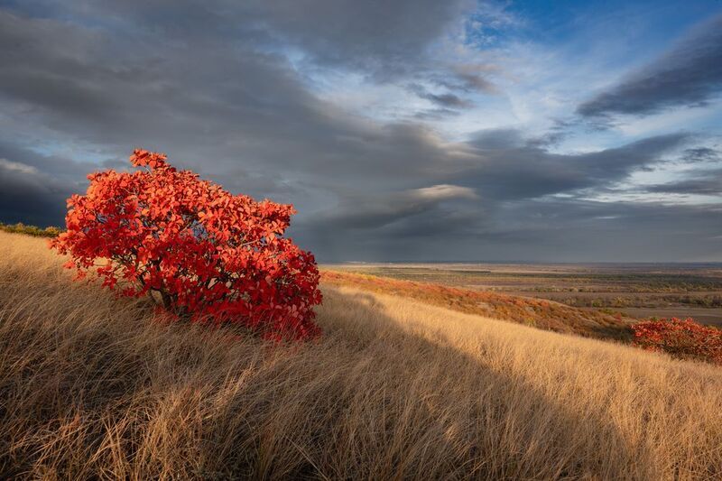 осень, скумпия, облака, небо, красный, ростовская область. Краски осениphoto preview
