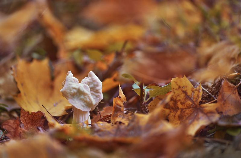 Helvella crispaphoto preview