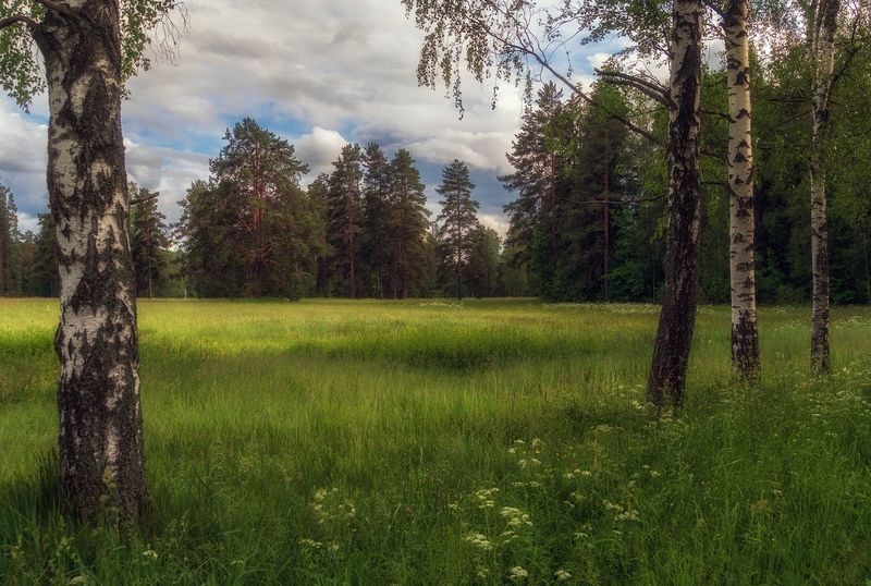 павловский парк В обрамлении берёзphoto preview