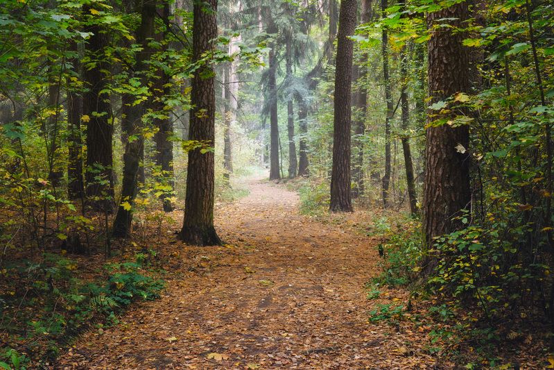 лес, деревья, листва, осень В осеннем лесуphoto preview