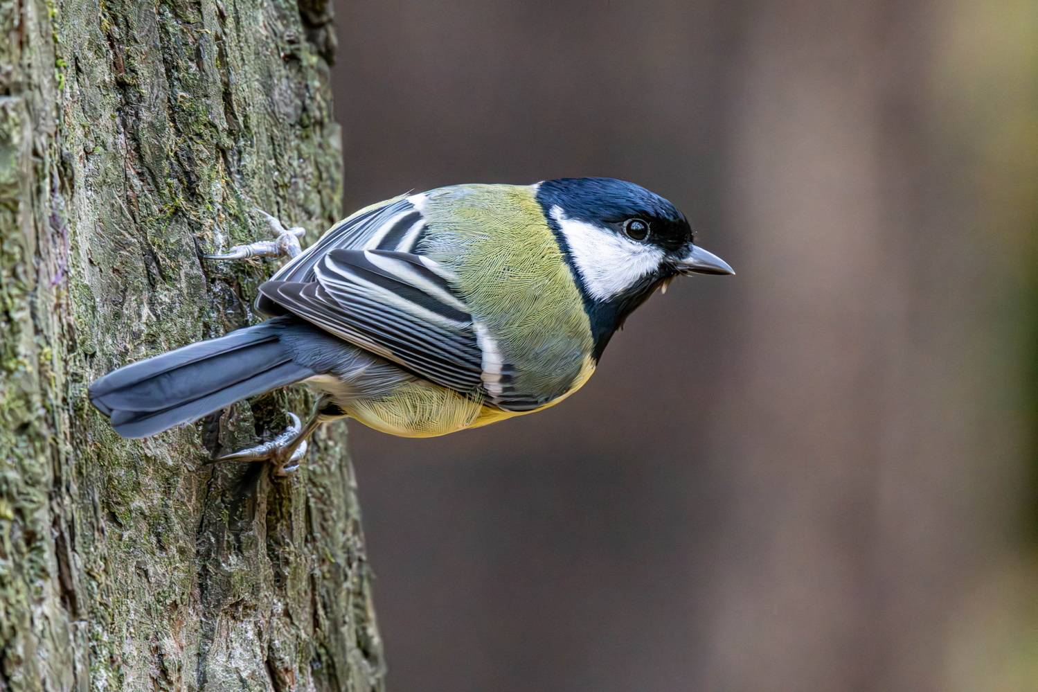 , Волынский Виктор