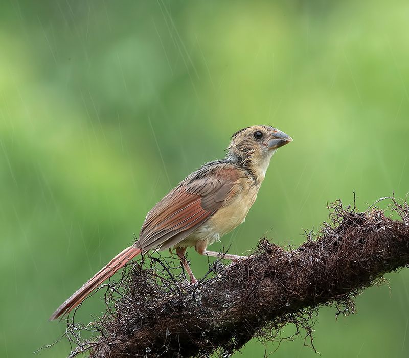 красный кардинал, northern cardinal, cardinal,кардинал,дождь,rain Juvenile female  Northern Cardinal - Молодая самка Красный кардиналphoto preview