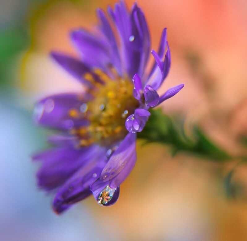 цветок капля отражение осень Отражение осени фото превью