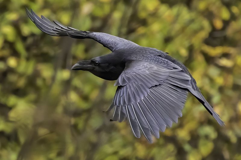 ворон, лес, осень Ворон в полётеphoto preview