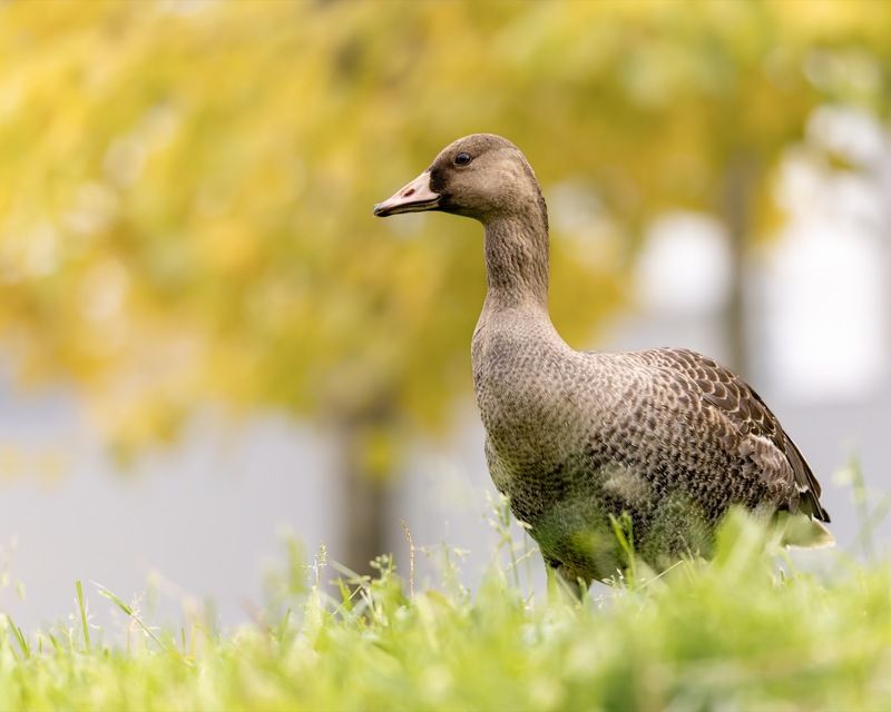 гусь, белолобый гусь, птицы Белолобый гусенокphoto preview