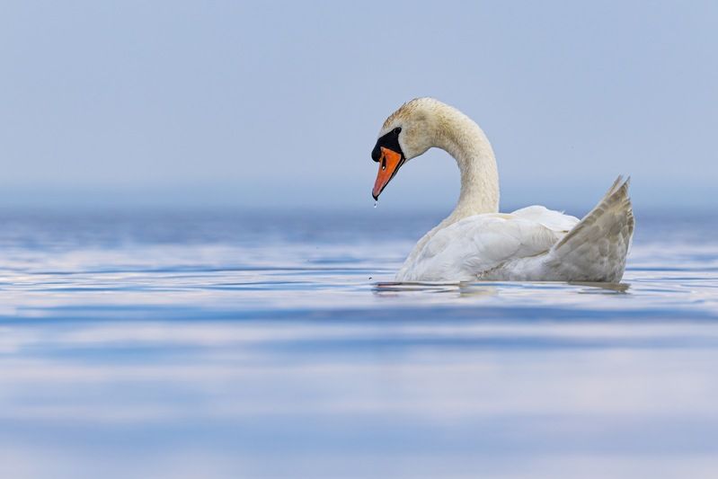 шипун, лебедь, лебедь шипун, лебедь-шипун, финский залив, красная книга photo preview