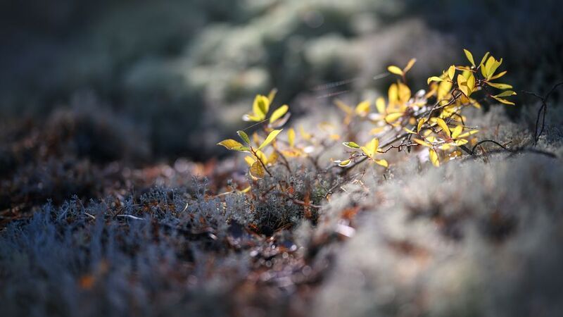forest, tree, light, foliage, sunlight, moss, morning, shadows, yellow, evening, nature ***photo preview