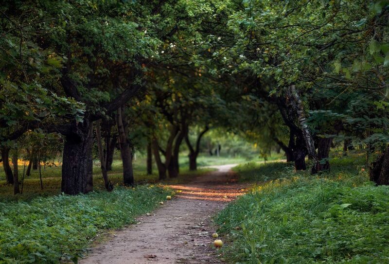 вечер, сад, дорожка, яблоки, Вечерело в садуphoto preview