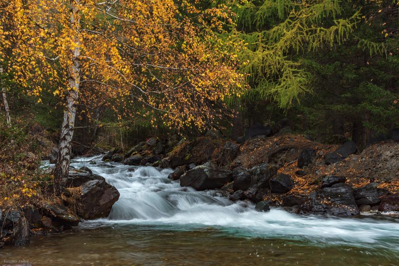 алтай, республика алтай, природа, река ярбалык, осень, золотая осень Речка Ярбалыкphoto preview