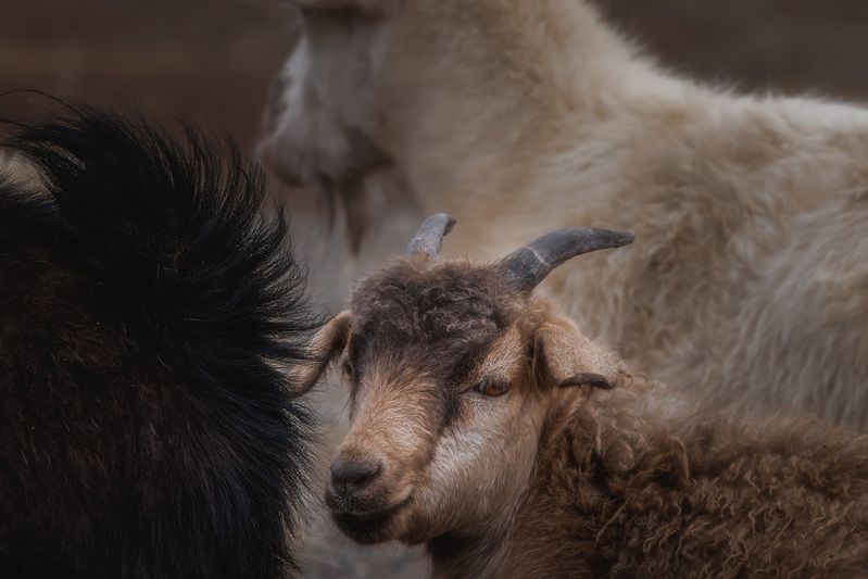 Не благородный олень конечно... фото превью