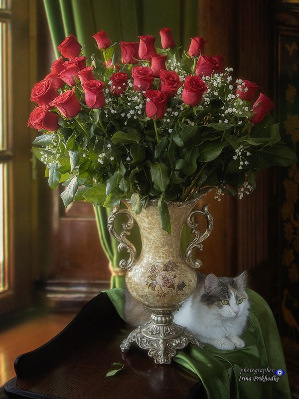 натюрморт, цветы, букеты, животные, кошки, питомцы Роскошный букет роз и нежная кошечкаphoto preview