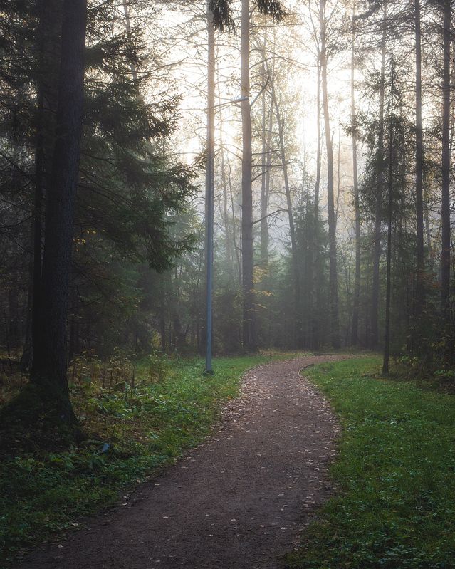 пермский край, пейзаж, рассвет, красота природы, поле, лес, туман, утро, осень Туманный лес фото превью