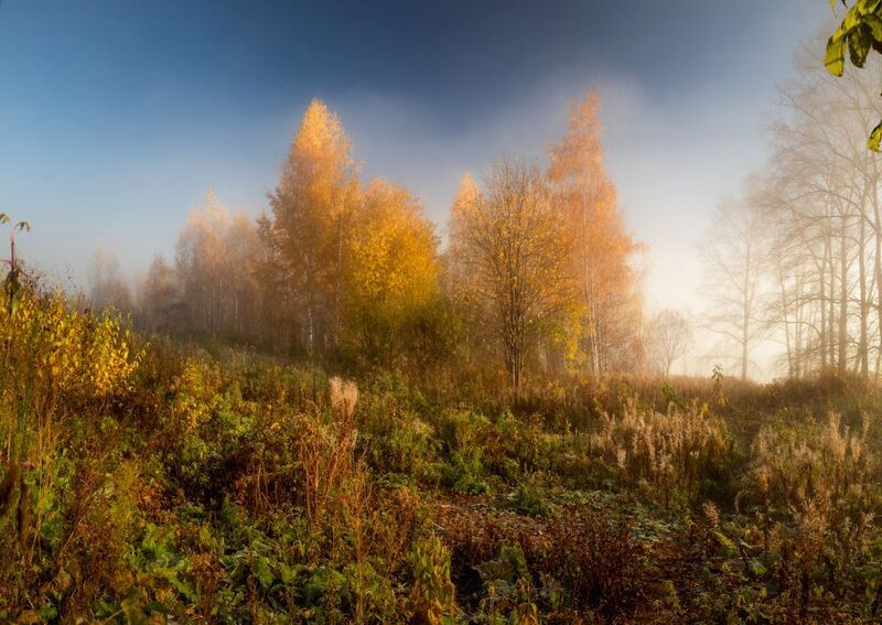 утро, туман, солнце, осень, ярко, деревья, Киров, Вятка, набережная, рассвет, тепло, нежно, береза Осенне утроphoto preview