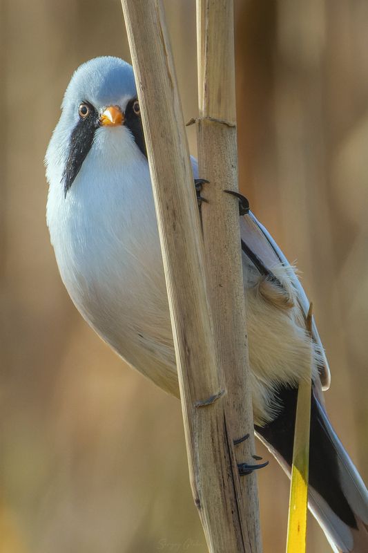 усатая синица Взглядphoto preview