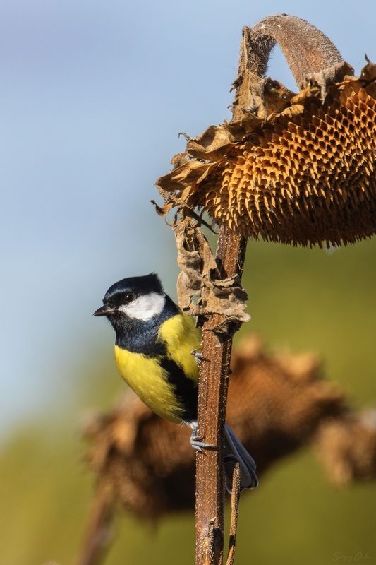 большая синица Когда всё съедено и нужно выбрать новый столphoto preview