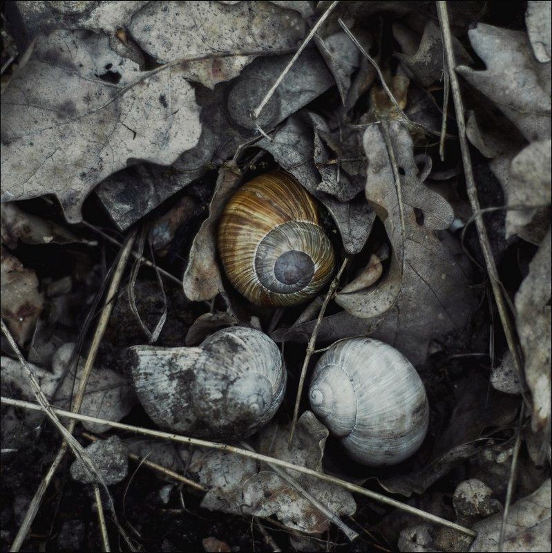 Весна, Деревья, Лес, Природа Между весной и летомphoto preview