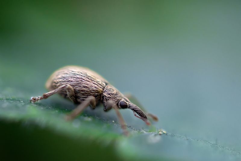 Долгоносикphoto preview