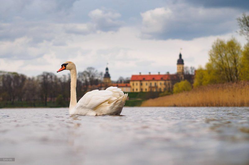 лебедь, замок, пейзаж, Беларусь Пейзаж с лебедемphoto preview