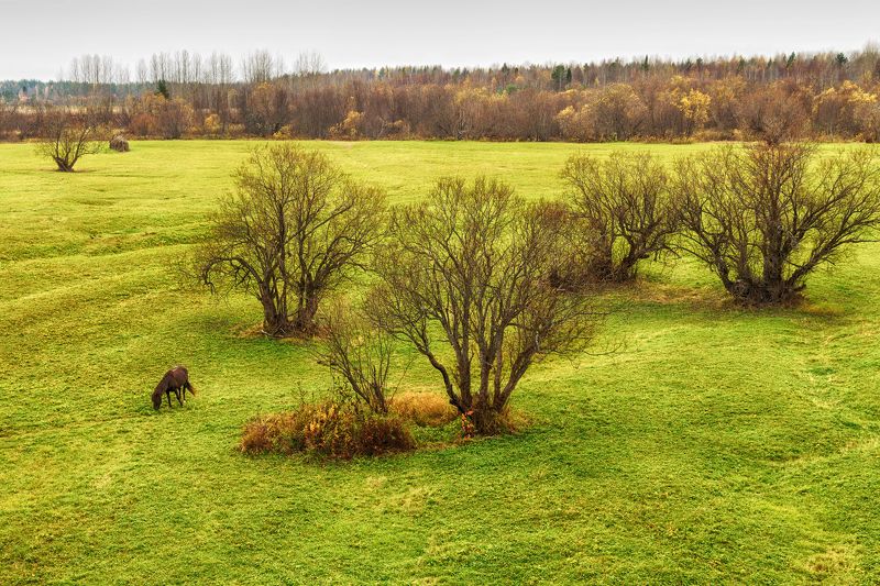 осень, деревья, луг, трава, лес, лошадь, пасется Старые ветлыphoto preview