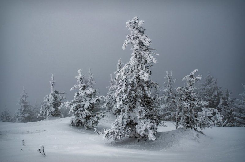 Ёлки, снег, туман, зима, Приморский край Замёрзшиеphoto preview