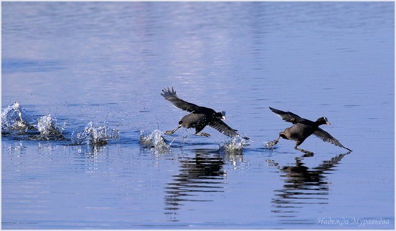 Fulica atra, Лысуха - Ой, догоню-догоню-ю !!!photo preview