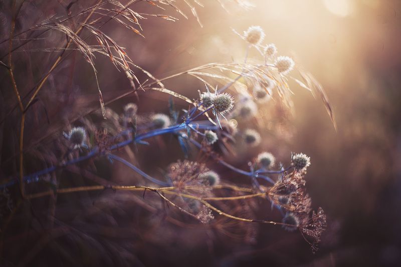 чертополохphoto preview