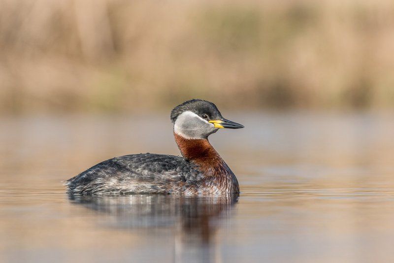 aves, birds, grebes, podiceps, podiceps grisegena, ptaki, red-necked grebe, perkoz rdzawoszyi Red-necked Grebe фото превью