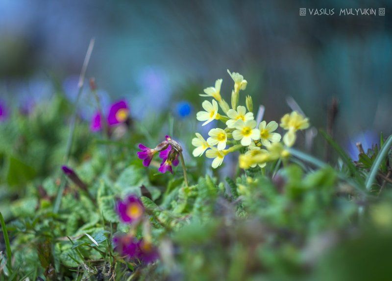 Первоцветы.photo preview