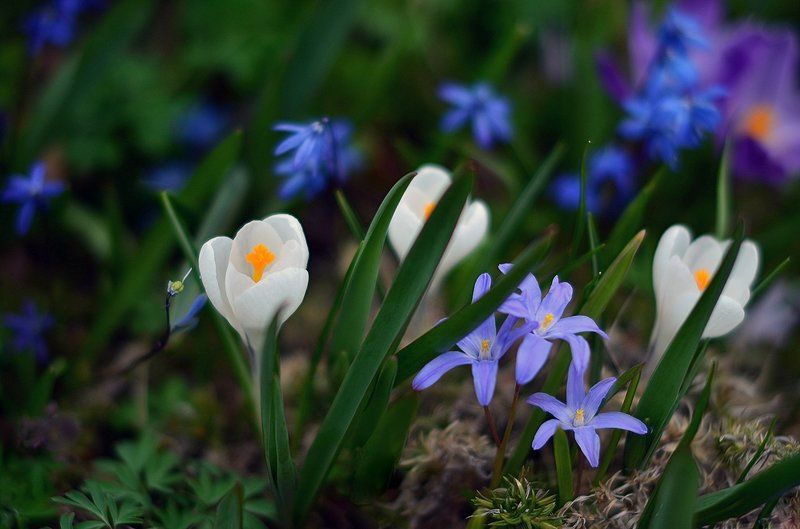 Весенняя акварельphoto preview