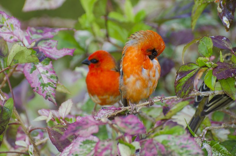 птица, самец, красный, тропический, яркий Почистить пёрышкиphoto preview