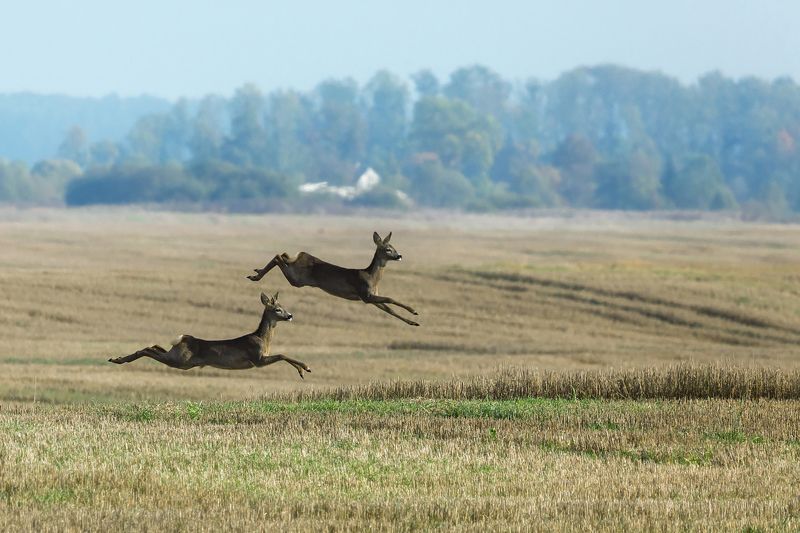 Косули мимо пролеталиphoto preview