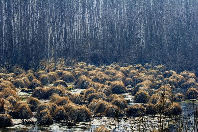 Нашествие из лесаphoto preview