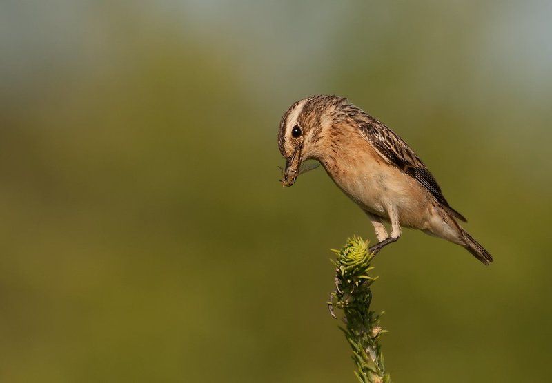 Птица, Чекан Пора перекуситьphoto preview