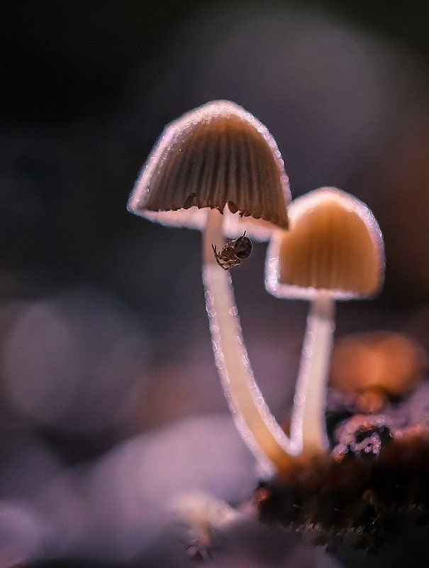 Неоновые фонарики.photo preview