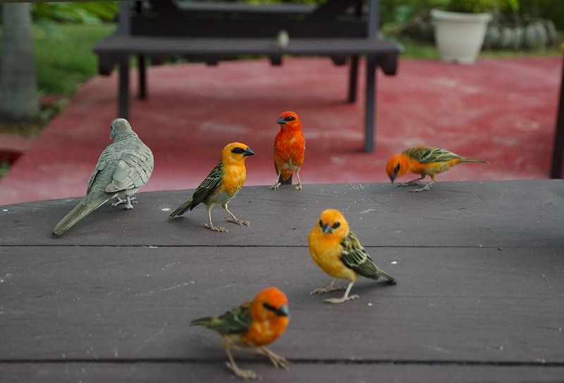 Слёт на крошкиphoto preview