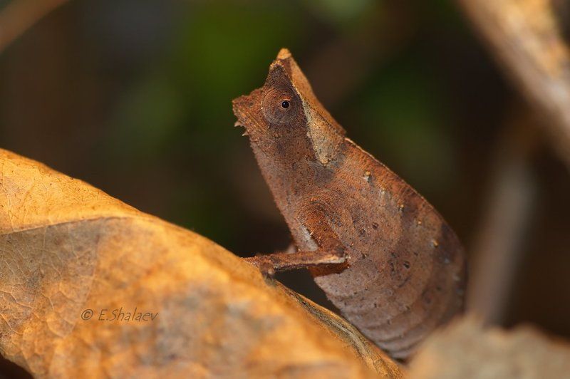 brookesia superciliaris, lizards, reptilia, брукезия бровастая, рептилии, хамелеон, ящерица Брукезия бровастая - Brookesia superciliarisphoto preview