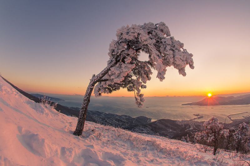 Одинокие сосныphoto preview