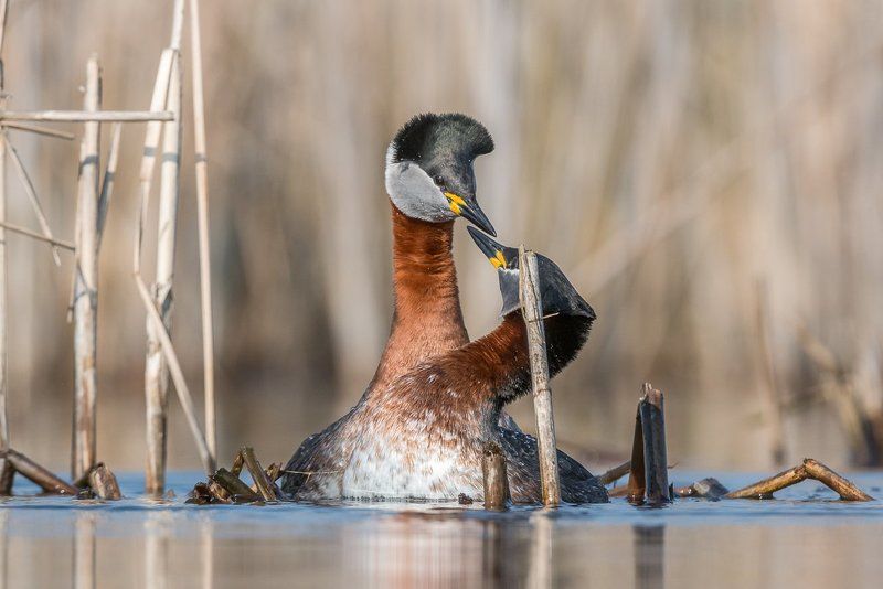 aves, birds, grebes, podiceps, podiceps grisegena, ptaki, red-necked grebe, perkoz rdzawoszyi Red-necked Grebe фото превью