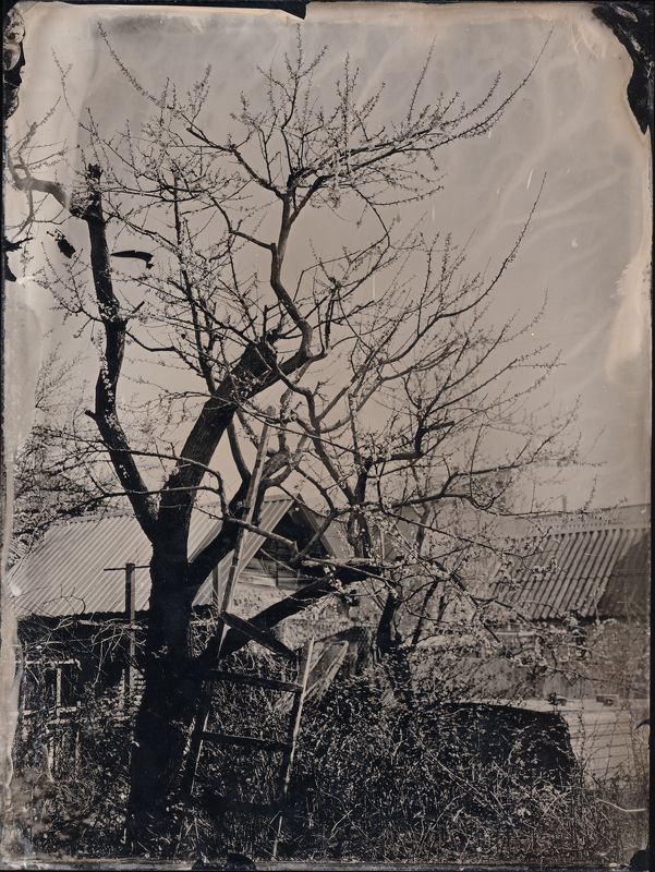 амбротип, мокрый коллодий, весна, цветение ***photo preview