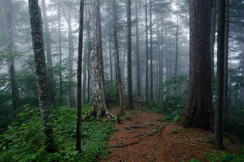 Туман, лес, сказка, тайга, Приморский край ...там леший бродитphoto preview