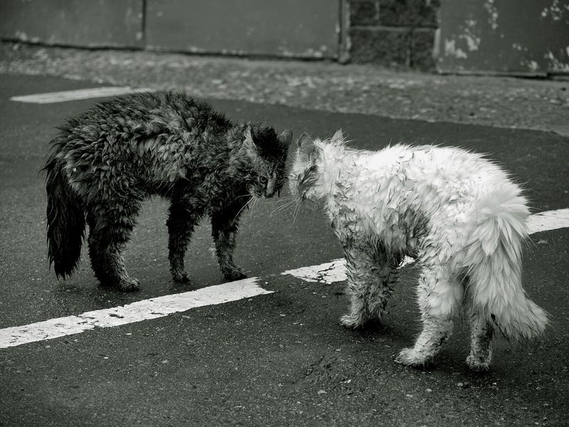 К барьеру!photo preview