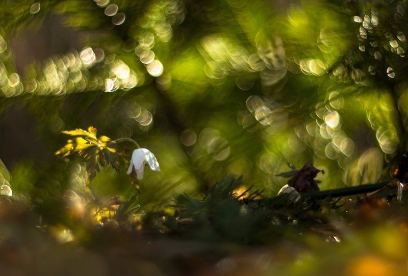 На весенней полянке.photo preview