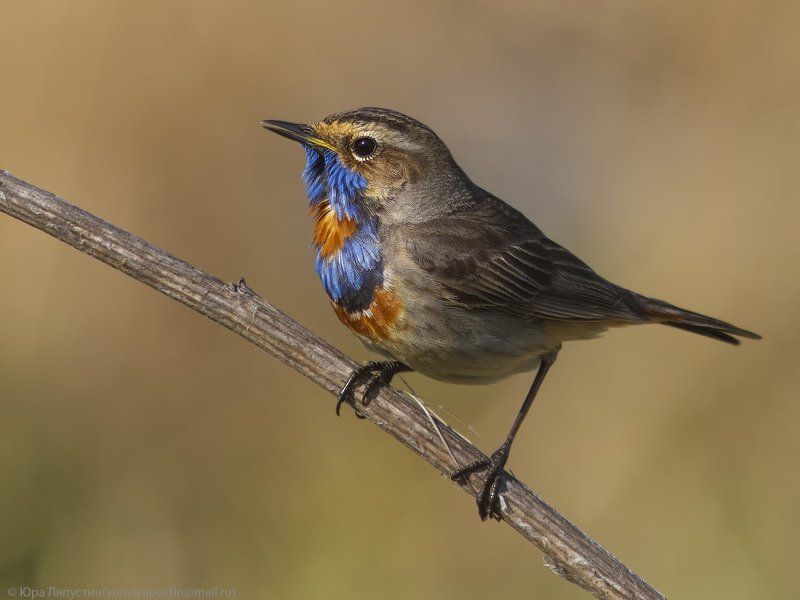 Варакушка Bluethroat.photo preview
