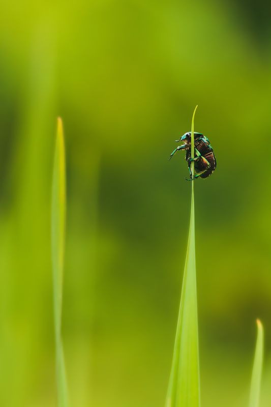 bug, macro, may, beetle, green, observer, travel, live, portrait, yellow, bokeh, environment, observe, grass, up, watch, summer, summertime, emerald, lookout, watchman, sentinel, mast, pole, nature, blade, purposeful, ambitious, dexterity, adroitness Дозорный.photo preview